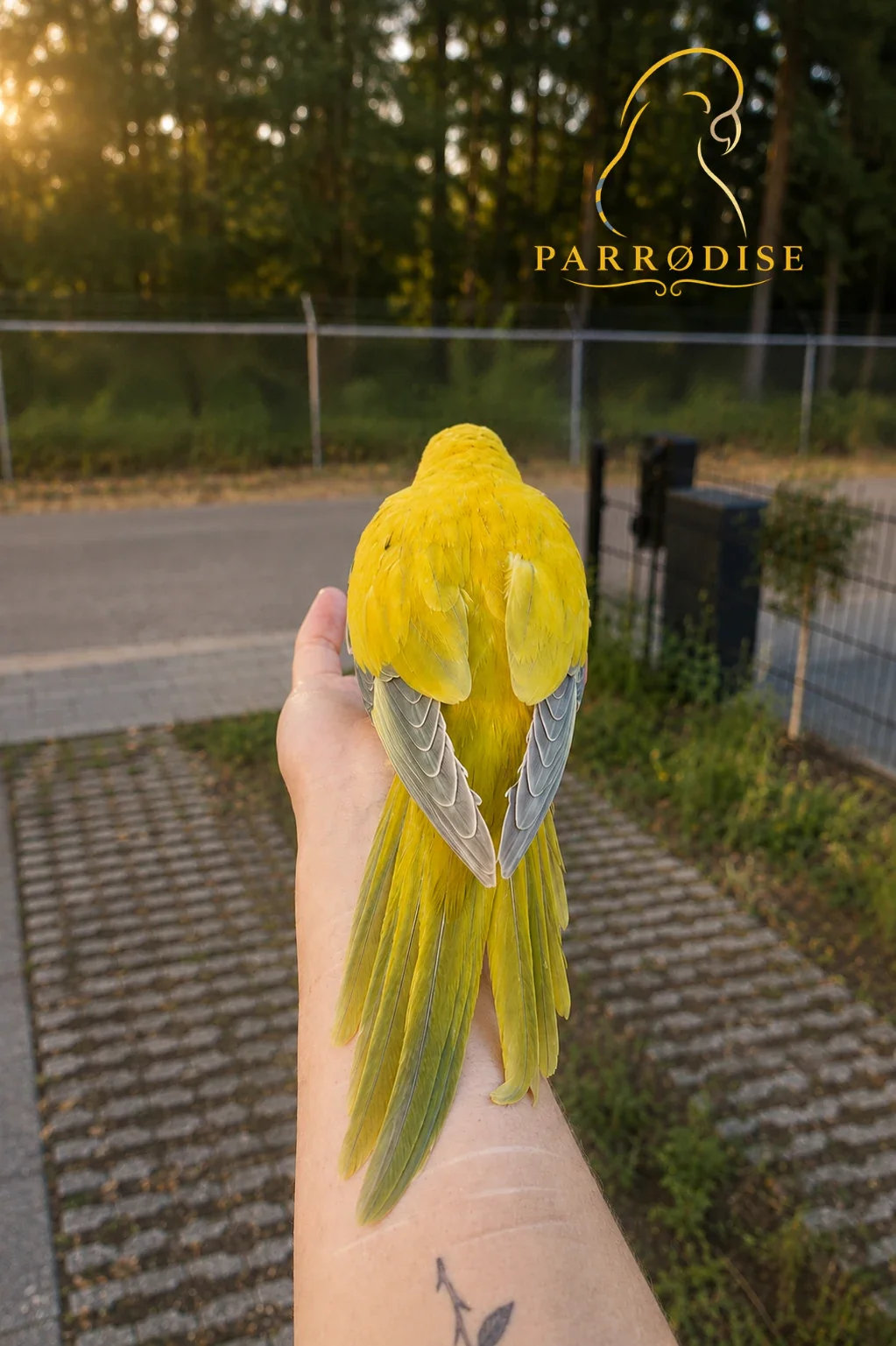 Zeer Tamme Muisparkiet, muisparkiet / monniksparkiet bij Parrodise
