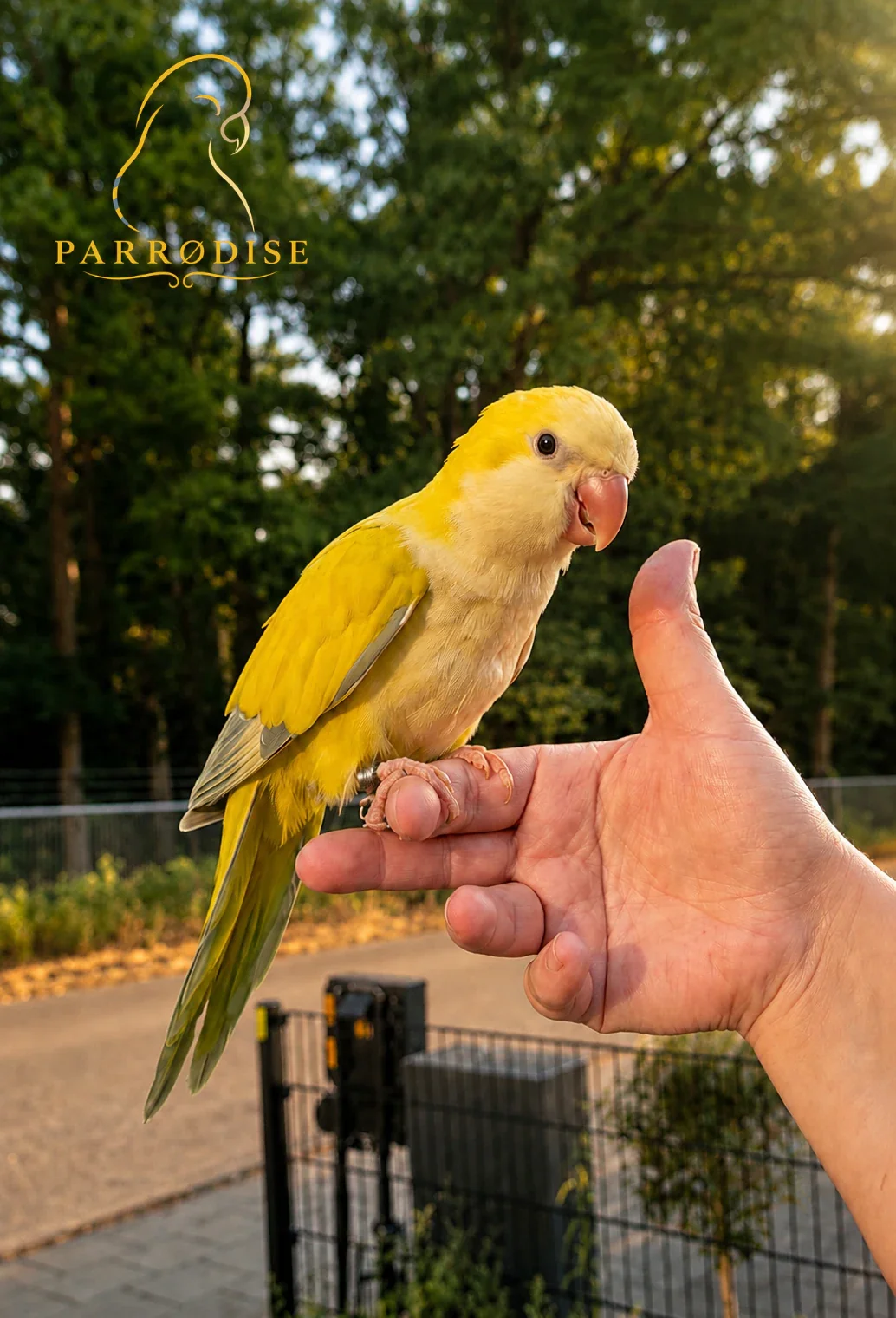 Zeer Tamme Muisparkiet, muisparkiet / monniksparkiet bij Parrodise