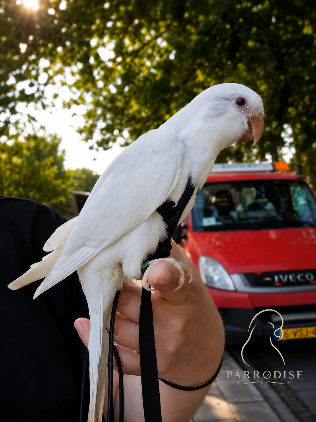 Zeer Tamme Muisparkiet, muisparkiet / monniksparkiet bij Parrodise