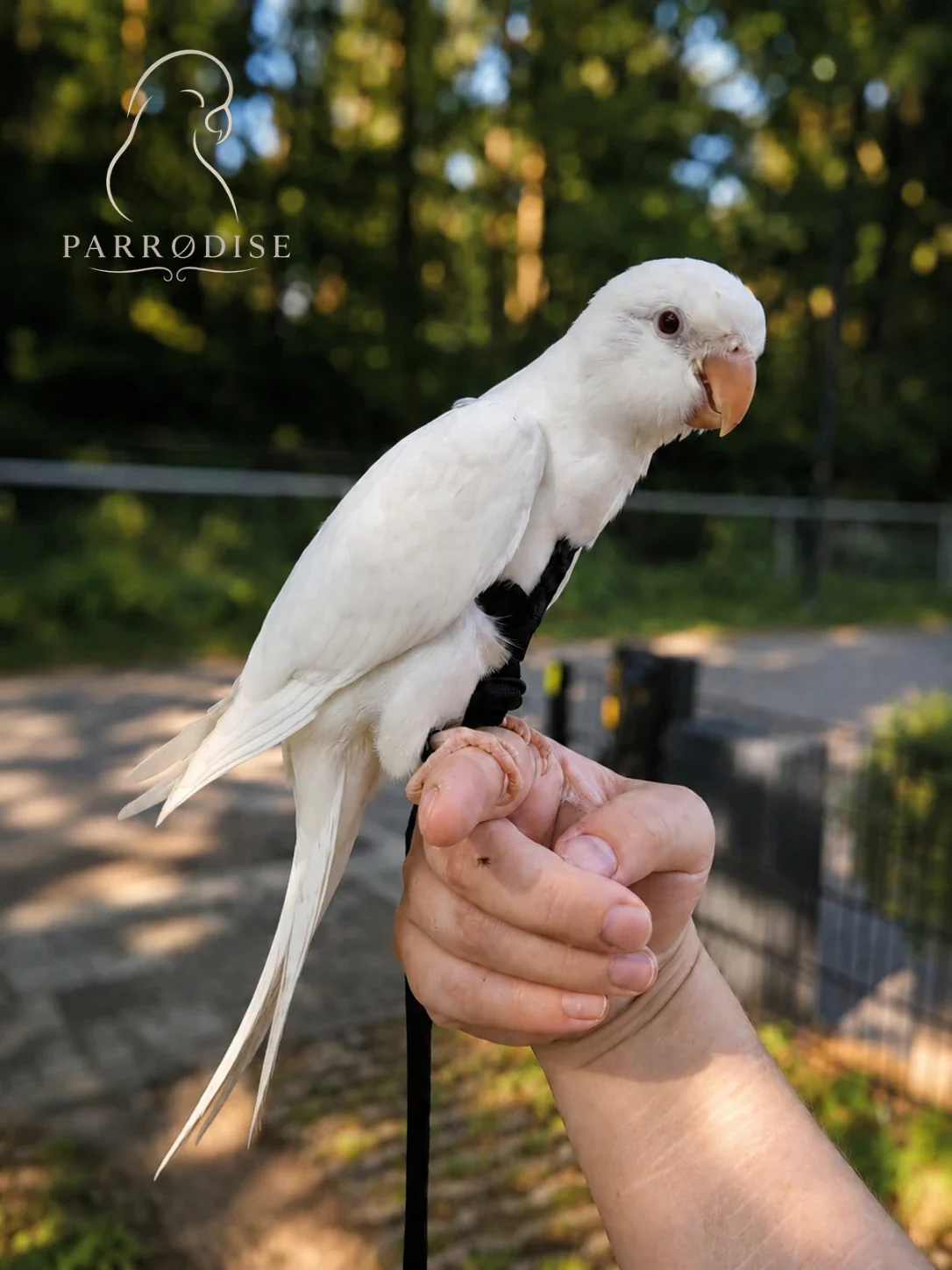Zeer Tamme Muisparkiet, muisparkiet / monniksparkiet bij Parrodise