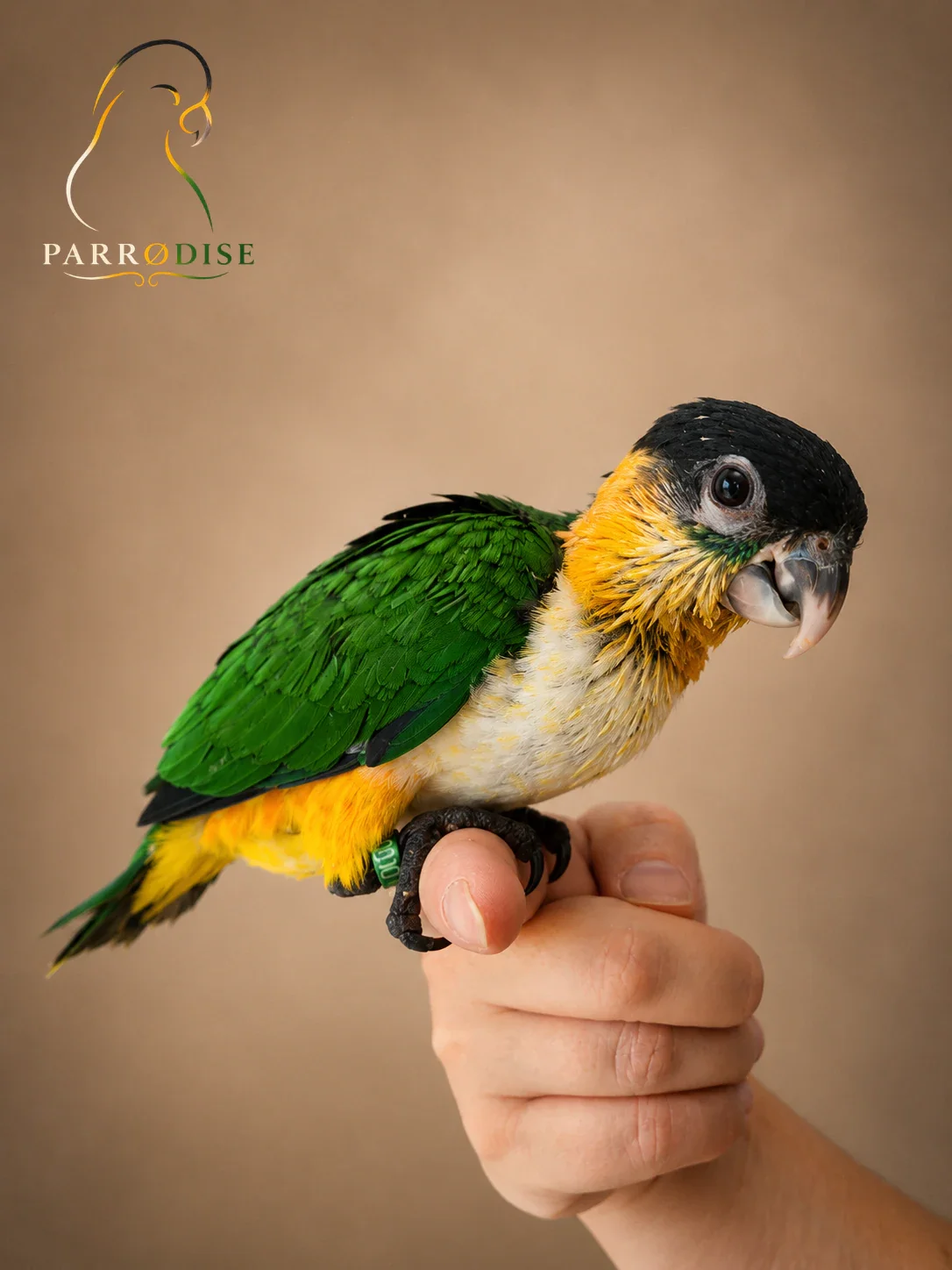 Zeer Tamme Zwartkop Caique's, caique bij Parrodise