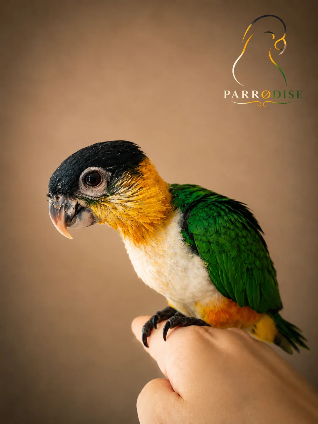 Zeer Tamme Zwartkop Caique's, caique bij Parrodise