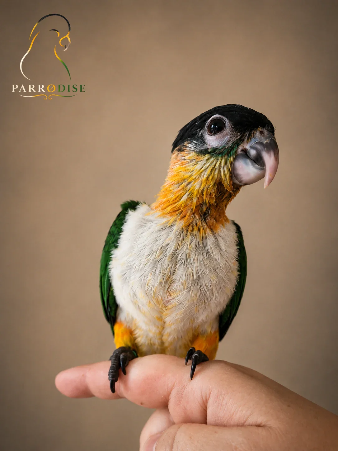 Zeer Tamme Zwartkop Caique's, caique bij Parrodise