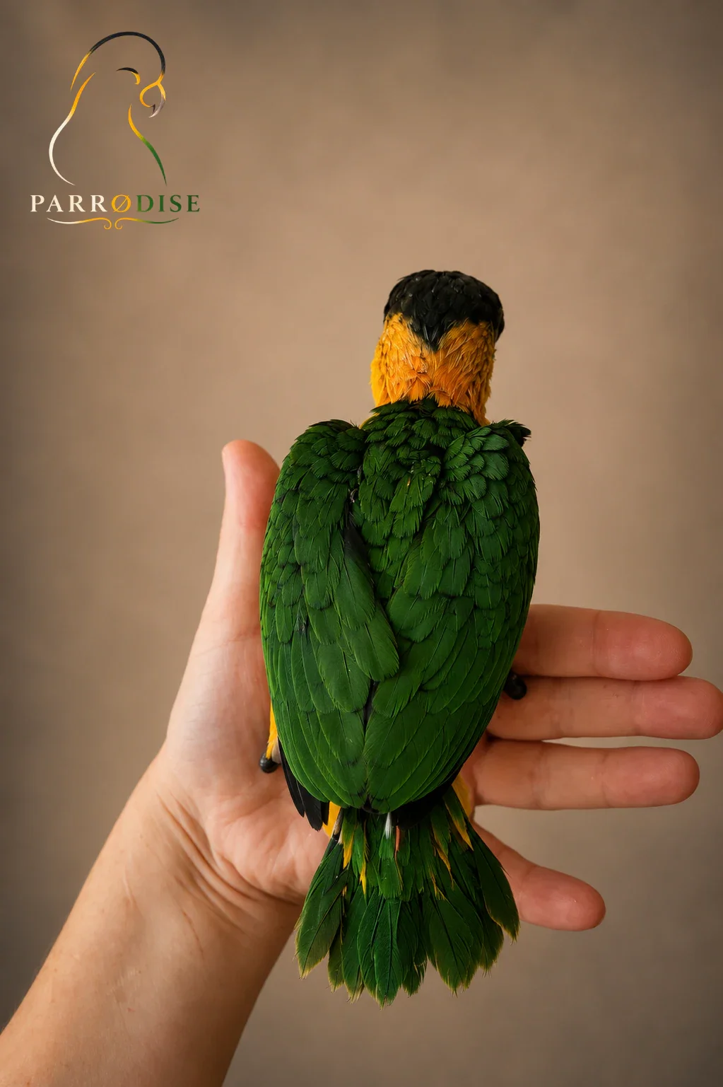 Zeer Tamme Zwartkop Caique's, caique bij Parrodise