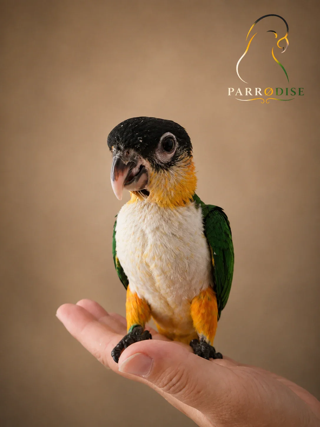 Zeer Tamme Zwartkop Caique's, caique bij Parrodise
