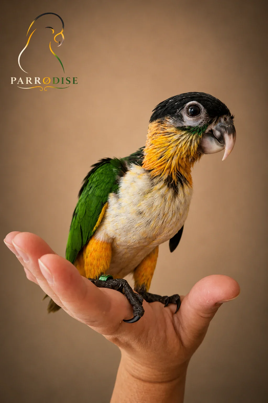 Zeer Tamme Zwartkop Caique's, caique bij Parrodise