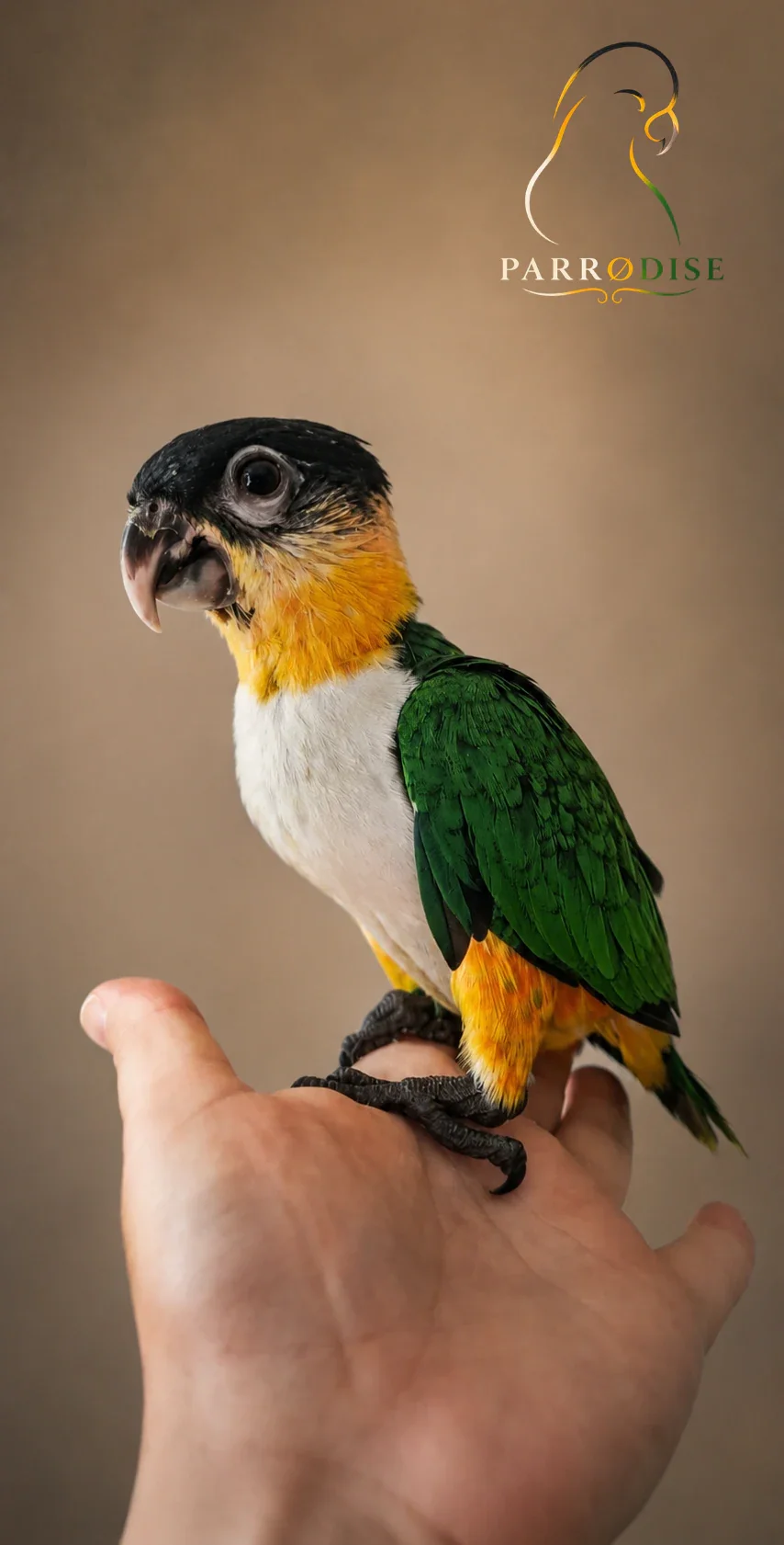 Zeer Tamme Zwartkop Caique's, caique bij Parrodise
