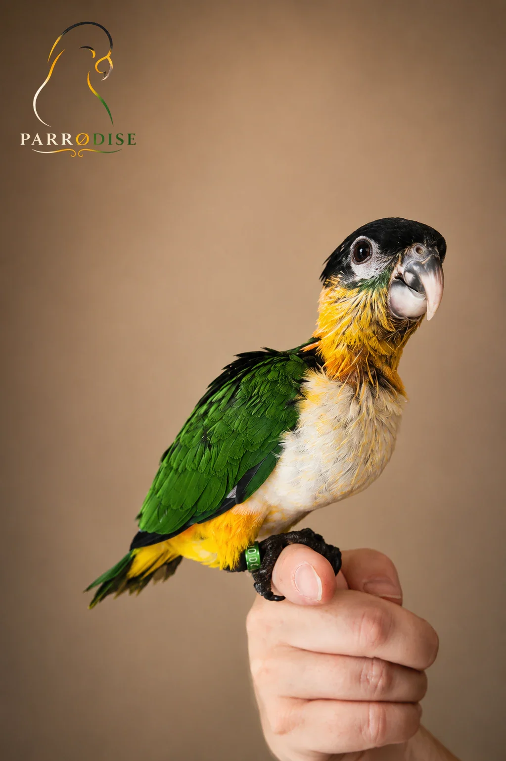 Zeer Tamme Zwartkop Caique's, caique bij Parrodise